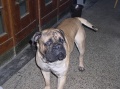 artu�